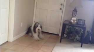 Bearded collie limping [upl. by Arnoldo]