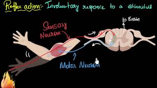 Reflex action amp reflex arc  Control amp Coordination  Biology  Khan Academy [upl. by Ttessil]