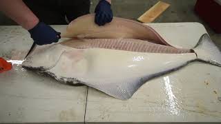 How to Fillet a Halibut EASY METHOD  KastKing [upl. by Abihsat]