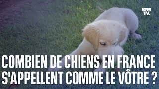 Le top 10 des noms de chiens les plus donnés en France en 2022 [upl. by Hetty]