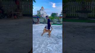 Trainingdog belgian malinois dog puppy belgianmalinoisdog dogtraining [upl. by Julita]