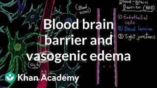 Blood brain barrier and vasogenic edema  Circulatory System and Disease  NCLEXRN  Khan Academy [upl. by Amir453]