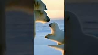 The baby polar bear are playing with their mother polar bear animalsytshorts viral [upl. by Magdalene495]