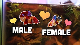 Betta Fish Courtship Phase ❤ Introducing the male betta to female betta [upl. by Norret]