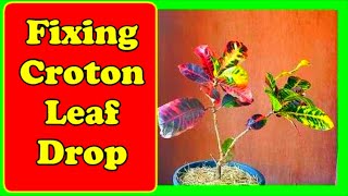 Why Croton Leaves Fall Off  Stop Croton From Dropping Leaves and Save Your Croton Plant From Dying [upl. by Sydel]