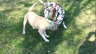 Pitbull Vs Dalmatian [upl. by Nadine423]