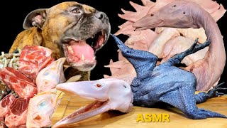 MUKBANG ASMR Dog eating Raw Meats ＆ bones Omnibus15【American Bully】 [upl. by Inness]