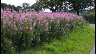 Hedgerow Flowers of Britain amp Ireland 1 [upl. by Ellennod]