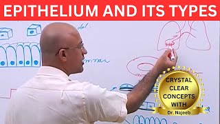 Epithelium and its Types🩺 [upl. by Stucker]