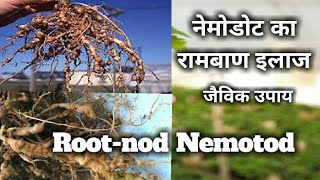 निमेटोड को रोकने का जैविक उपाय। Nematode control organic methodpaecilomyces lilaacinusपेसिलोमाइसेस [upl. by Jesse]