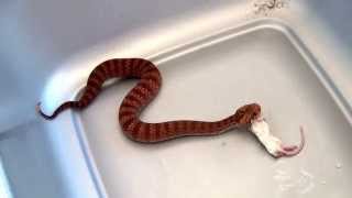 Sydney Red Death Adder Feeding [upl. by Sorips432]