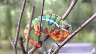 Real Chameleon Changing Color [upl. by Joella]