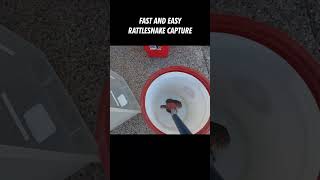 Rattlesnake Capture Fast and Easy [upl. by Oivat716]