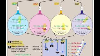 DNA Sequencing By Sanger Method  Application of biotechnology [upl. by Acinoda5]