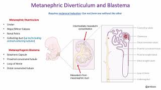 Development Urinary System and Suprarenal Gland [upl. by Ydnelg]