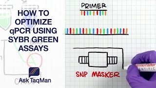 How to Optimize qPCR using SYBR Green Assays  Ask TaqMan 38 [upl. by Redmond482]