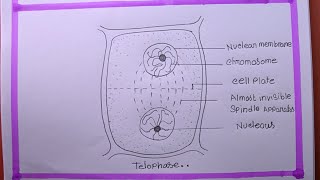 How To Draw telophase [upl. by Brozak936]