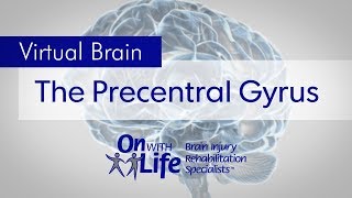 On With Life Virtual Brain  Precentral Gyrus [upl. by Ardnwahs]