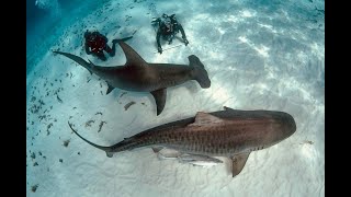 Bahamas Diving 2024 Tiger Beach and Bimini with the Dolphin Dream [upl. by Htieh]