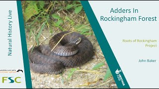 Adders in Rockingham Forest [upl. by Retnuh]