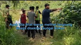 Penampakan Buaya di Teluk Mega di Kecamatan Tanah Putih [upl. by Fisuoy]