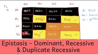 Epistasis – Dominant Recessive and Duplicate Recessive [upl. by Nylrebmik]