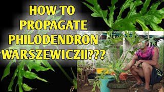 HOW TO PROPAGATE PHILODENDRON WARSZEWICZII  Philippines [upl. by Setsero]