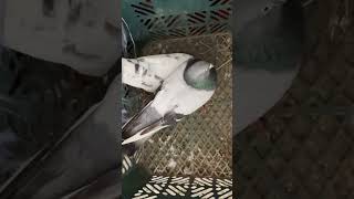 Pigeon cooing asmr [upl. by Louls]