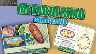 Metabolismo Parte 5 Catabolismo Aerobio y anaerobio comparación de Anabolismo y Catabolismo [upl. by Daniels]