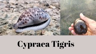 Cypraea Tigris [upl. by Yezdnil650]