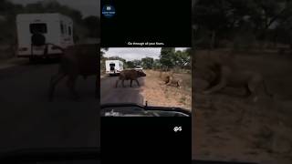 Huge Male Lion Scared from a Buffalo 🥶☠️  shorts [upl. by Hobbie]