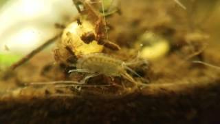 Close up of Freshwater Amphipod scud Eating Decaying Matter [upl. by Raimes572]