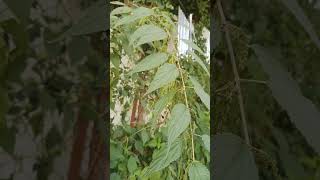 Stinging Nettle Plant at our Farmland farming villagelife nature shorts [upl. by Nabru]