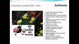 Tuto jardin Anthemis fiche technique plante annuelle [upl. by Louisa]