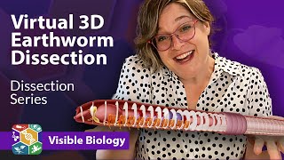 Visible Biology  Dissecting an earthworm in virtual 3D with Dr Harley [upl. by Gwendolen222]