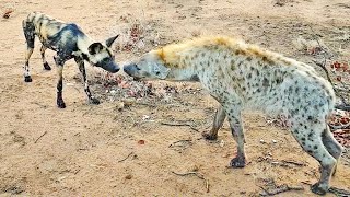 Wild Dogs amp Hyenas Make Friends After Fighting [upl. by Gayner]