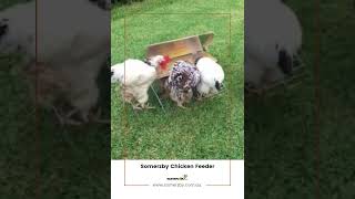 Convenient Automatic Chicken Feeders  Simplify Your Daily Routine [upl. by Freddi]