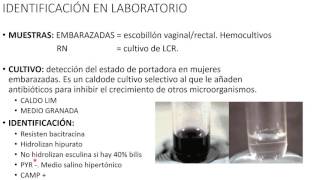 Microbiologia 7 S Agalactiae [upl. by Burd]