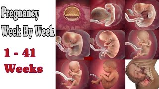 Pregnancy Week By Week  1  41 Weeks Fetal Developments [upl. by Thacker217]