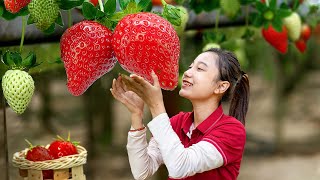 Harvesting Red Strawberry Goes To Market Sell  Farming and Livestock  Harvest DailyLife [upl. by Adrea760]