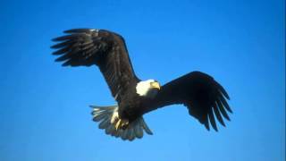 Bald Eagles Flying [upl. by Hodgson]