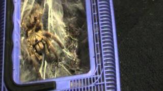 Orange Baboon Tarantula attack [upl. by Blinni]