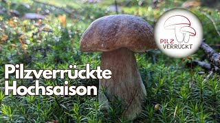 Riesige Artenvielfalt in der Hochsaison Steinpilz Marone und vieles mehr [upl. by Anelehs930]