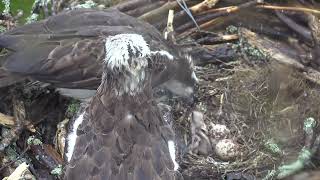 Cywion 12 Glaslyn Chicks 12 [upl. by Betthel]