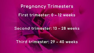 Pregnancy Trimesters [upl. by Yvonne]