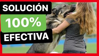 ¿Cómo EVITAR que mi PERRO SALTE al SALUDAR 👍 ► TRUCO 100 FUNCIONAL [upl. by Ike]