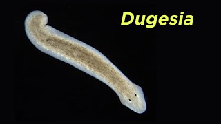 Phylum Platyhelminthes Part 2 FreeLiving Flatworms and the Problem With Turbellaria [upl. by Gierc]