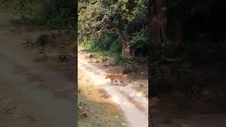 today morning jhirna corbett national park Happy Depawali 1 [upl. by Zed]