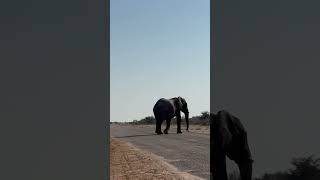 Elephant while crossing the road bigfive elephant africawildanimals [upl. by Yenrab768]