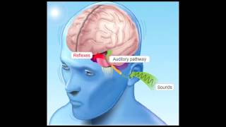 How Hearing Works [upl. by Bathelda]